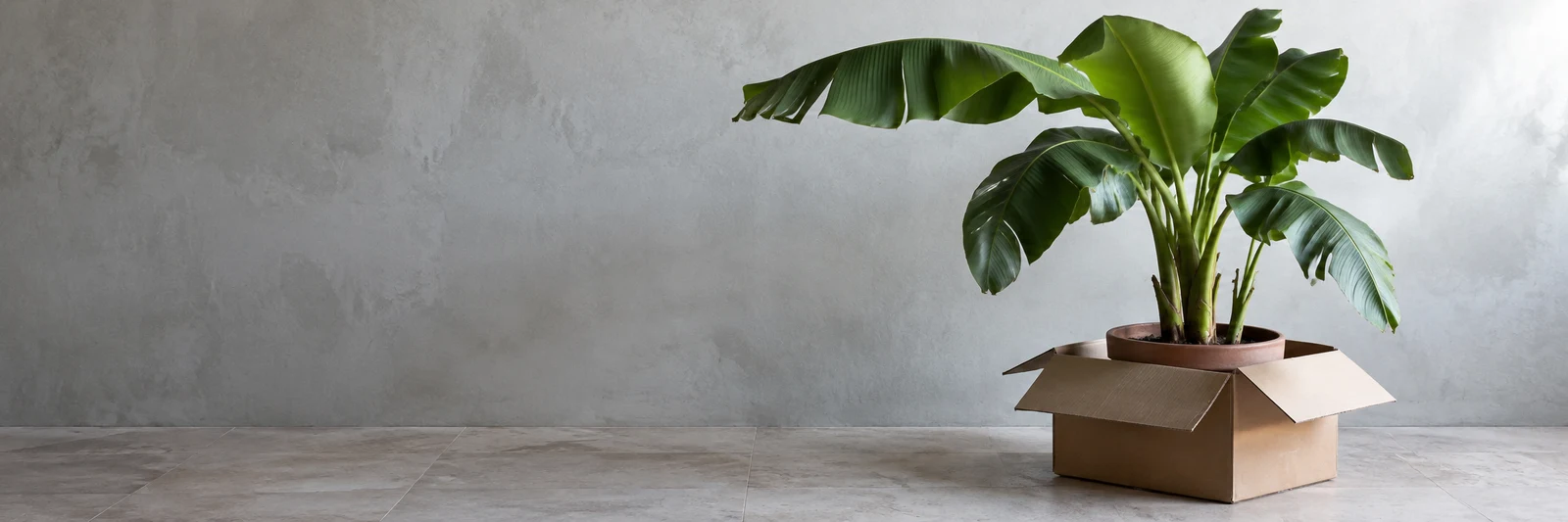 A potted banana plant stands inside an open corrugated cardboard carton on a pale tiled floor, with broad green leaves extending across the right side and open…