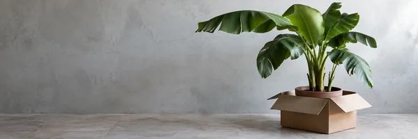 A potted banana plant stands inside an open corrugated cardboard carton on a pale tiled floor, with broad green leaves extending across the right side and open…