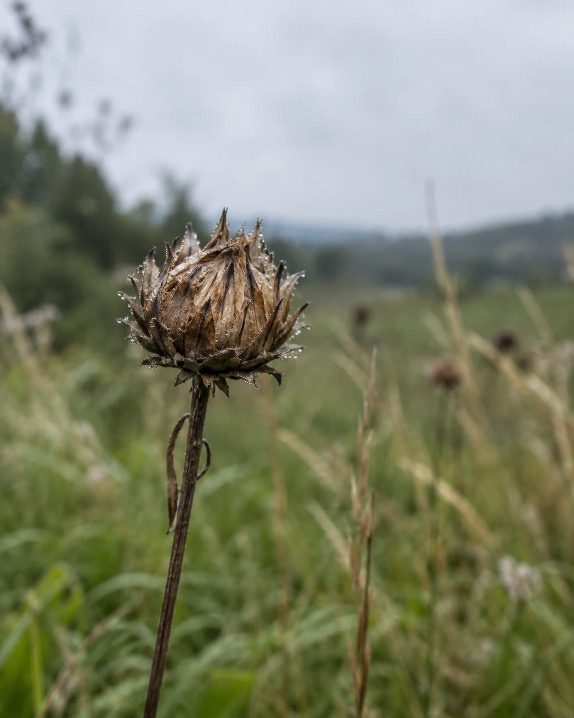 A single dried brown knapweed seed head beaded with water droplets rises on a slender stem above blurred meadow grasses, with pale open sky behind it.