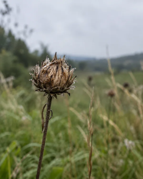A single dried brown knapweed seed head beaded with water droplets rises on a slender stem above blurred meadow grasses, with pale open sky behind it.