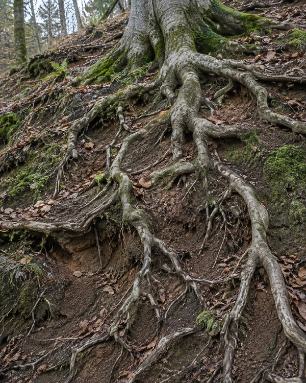 Exposed grey-brown tree roots spread across a steep woodland bank of damp soil, with moss, fallen leaves and forest floor in the background.