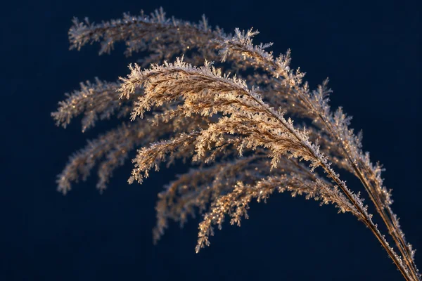 A warm bronze-lit, frost-covered ornamental grass arches across a deep blue background, with several softly blurred overlapping fronds behind the sharper…