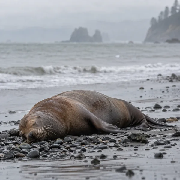 A damp brown sea lion rests with its eyes closed on a dark, wet pebble beach, with a grey sea and misty coastal rocks behind it.
