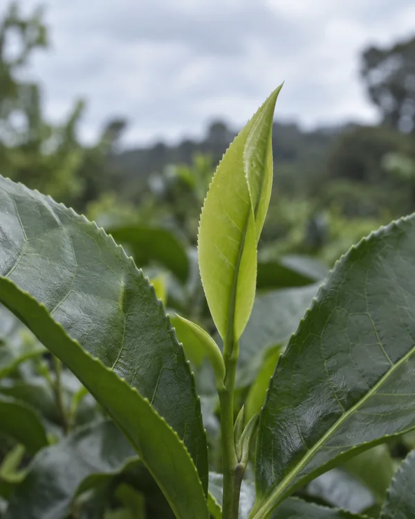 A pale-green folded tea leaf rises between two large serrated mature leaves, with blurred garden foliage and an overcast sky behind it.