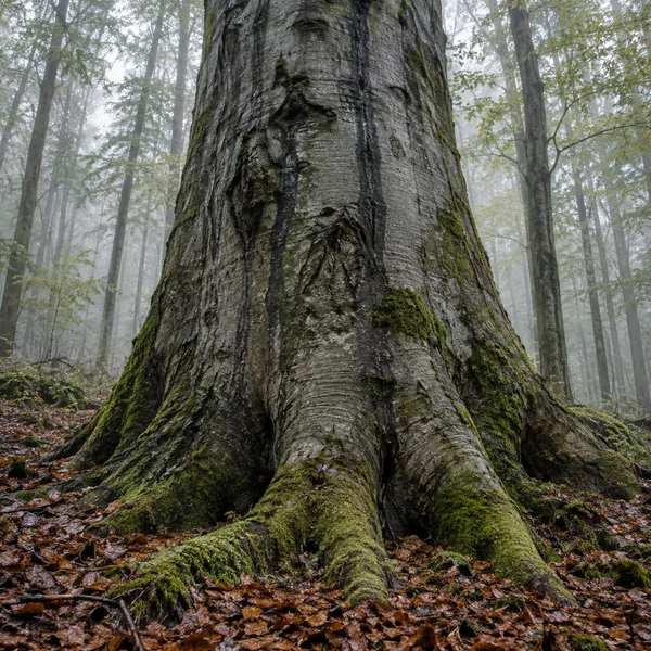 A massive grey beech trunk rises out of the top of the frame, its scarred, rain-dark bark patched with green moss.