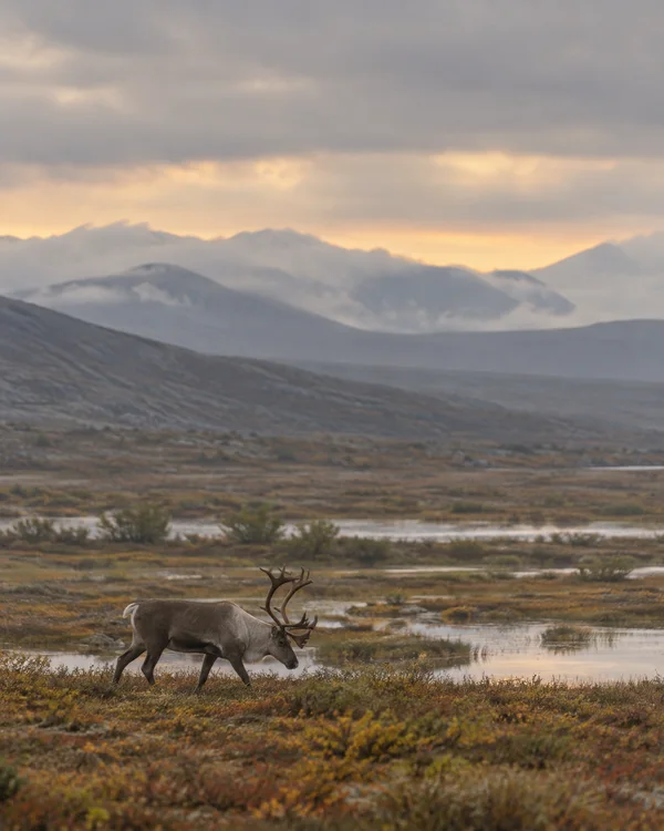 A caribou with branched antlers walks to the right through a wet tundra valley dotted with shallow pools and low scrub, with misty hills and a warm band of…