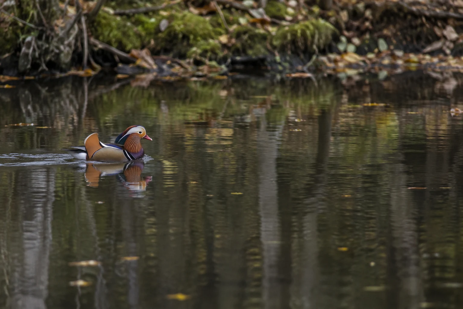 A male mandarin duck swims to the right across a dark woodland pond, with a narrow wake and reflection beneath it; blurred trunks, branches and leaves line the…