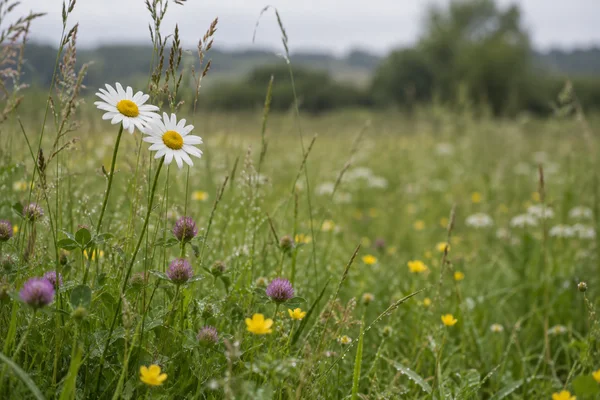 Two white oxeye daisies with yellow centres lean toward each other above a wild meadow of grasses, red clover and yellow buttercups; the distant hedgerow and…