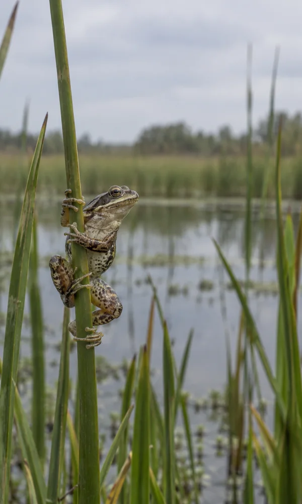An olive-brown, mottled frog clings upright to a green reed above a still marsh, with blurred reeds and a pale overcast sky behind it.