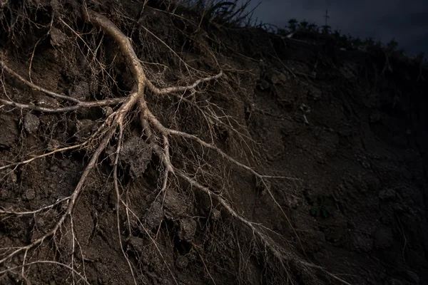 An exposed network of pale roots spreads across a dark, clod-filled soil bank, with a broad patch of shadowed earth on the right and silhouetted branches…