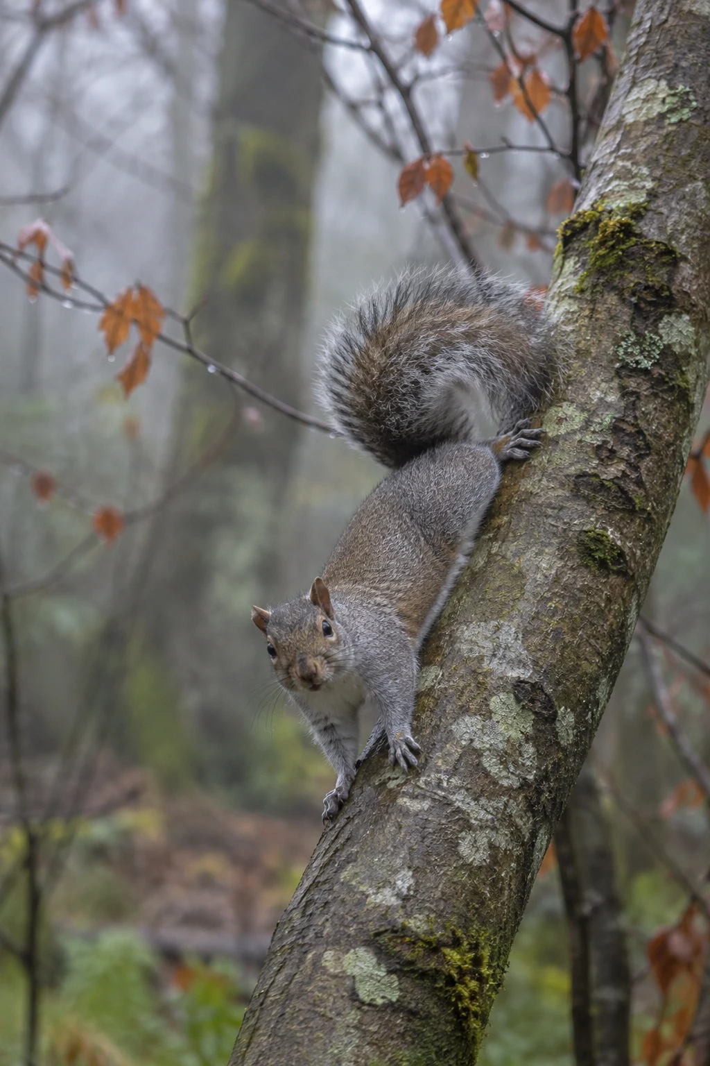 A grey squirrel clings head-down to a lichen-covered leaning tree trunk and looks toward the camera, its bushy tail curled over its back.