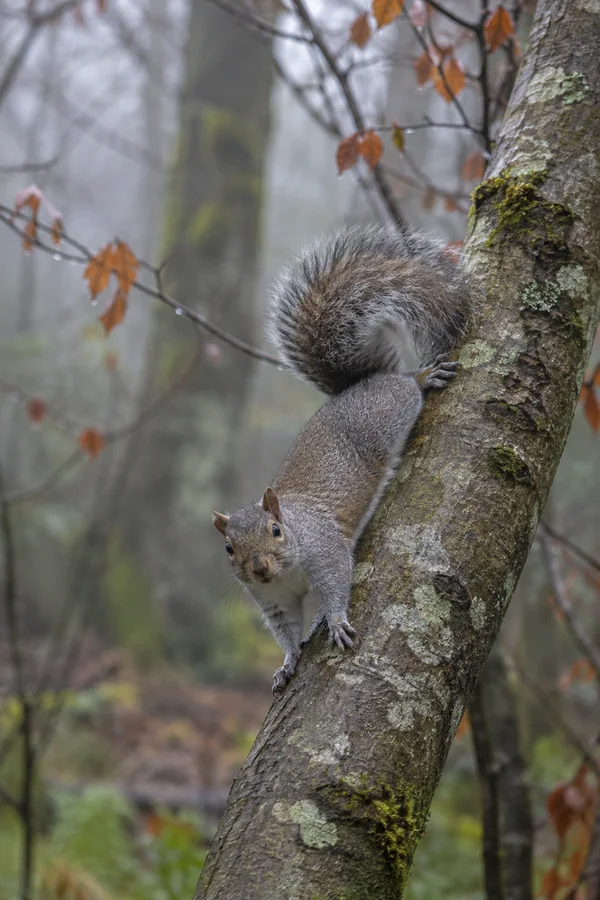 A grey squirrel clings head-down to a lichen-covered leaning tree trunk and looks toward the camera, its bushy tail curled over its back.