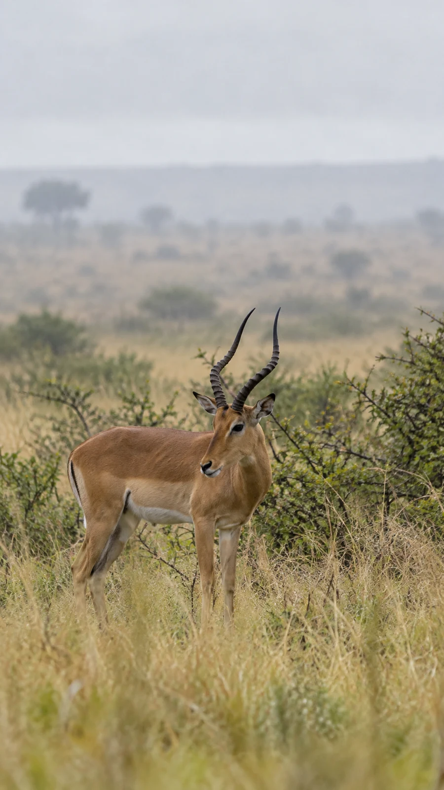 A horned antelope stands among tall tawny grass and thorny shrubs, looking slightly to the side, with a pale misty savanna and grey sky behind it.