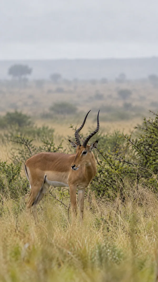A horned antelope stands among tall tawny grass and thorny shrubs, looking slightly to the side, with a pale misty savanna and grey sky behind it.
