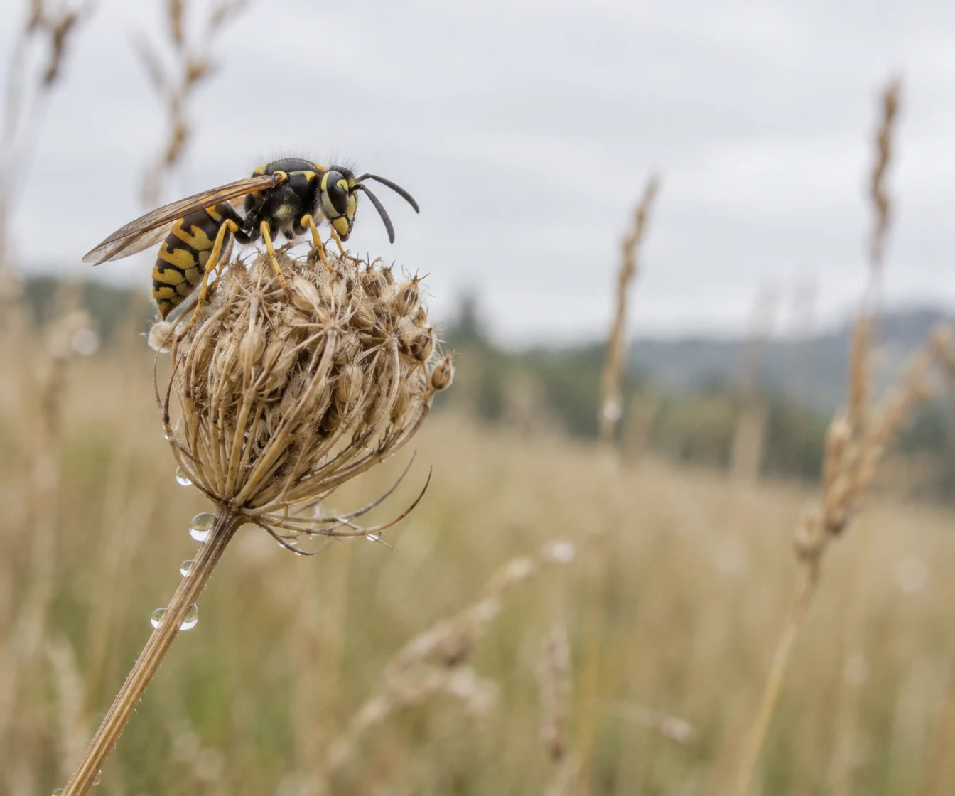 A yellow-and-black wasp rests on a dried, champagne-gold seed head dotted with dew, against a softly blurred meadow and pale sky with open space to the right.