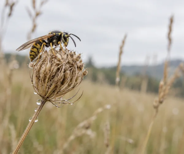 A yellow-and-black wasp rests on a dried, champagne-gold seed head dotted with dew, against a softly blurred meadow and pale sky with open space to the right.
