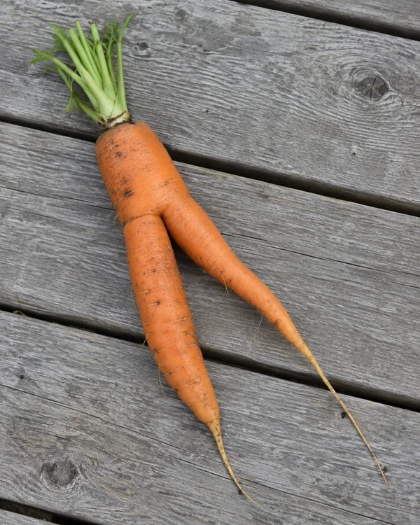 A large orange carrot with two uneven forked roots and green foliage lies diagonally across weathered grey wooden boards, photographed from above.
