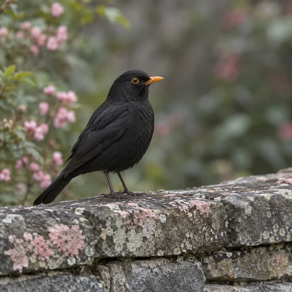 A glossy black male blackbird with an orange-yellow bill and eye ring perches on a lichen-speckled grey stone wall, facing right against a softly blurred…