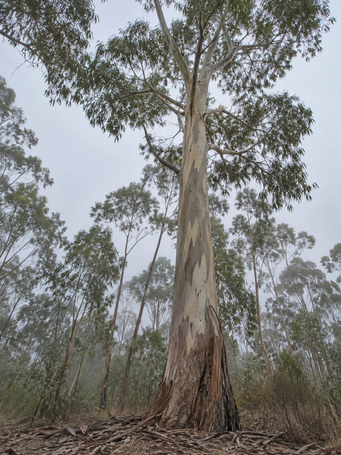 A tall eucalyptus tree rises from a leaf-littered woodland floor, its pale mottled trunk and spreading canopy framed by slender gum trees fading into mist…