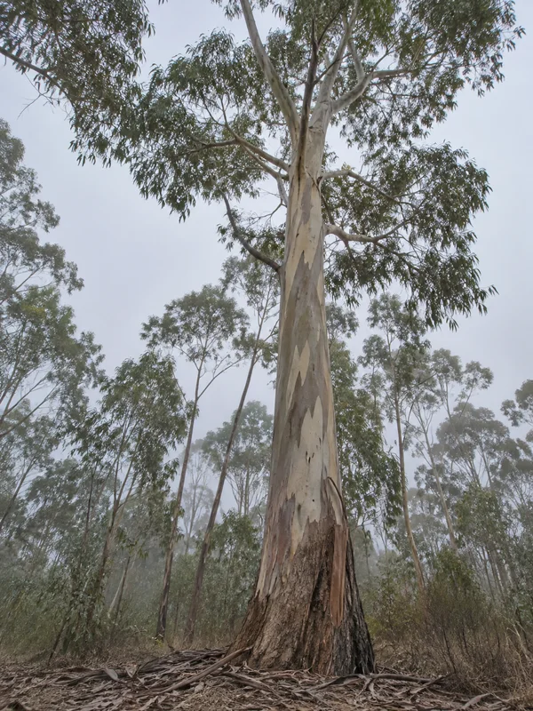 A tall eucalyptus tree rises from a leaf-littered woodland floor, its pale mottled trunk and spreading canopy framed by slender gum trees fading into mist…