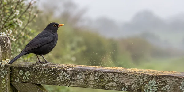A blackbird with glossy dark plumage, an orange-yellow bill and eye-ring perches on a lichen-covered wooden gate rail.