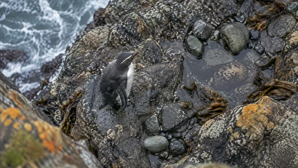 A single penguin stands on dark wet coastal rocks, surrounded by tide pools, rounded pebbles, orange lichen and strands of kelp, with grey surf along the left…