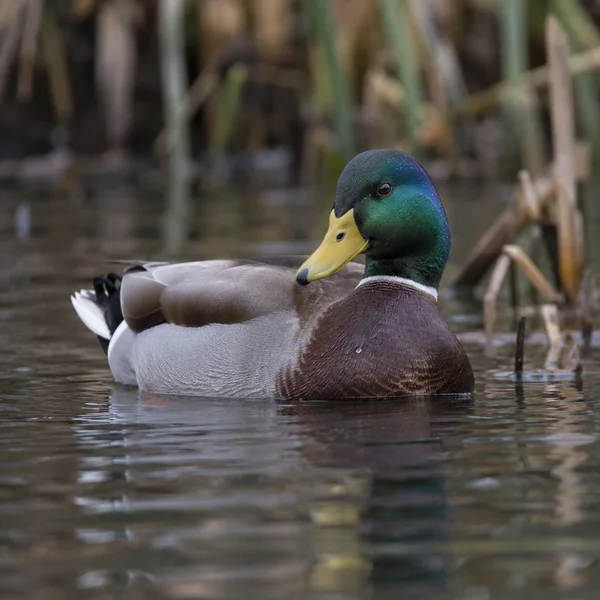 A male mallard floats on dark pond water in front of softly blurred reeds, its iridescent green head turned toward the camera.