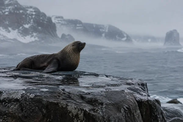 A dark sea lion rests on a glossy, uneven rock shelf, head raised toward a grey sea with misty cliffs in the background.