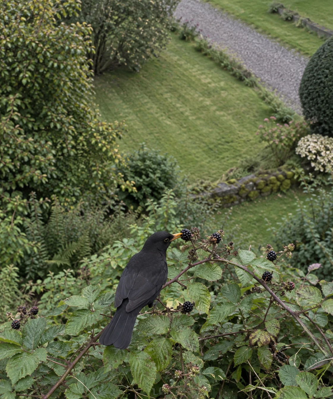 A blackbird with an amber bill reaches toward a dark blackberry on a bramble in the foreground, with a green lawn, gravel path, and garden shrubs behind it.