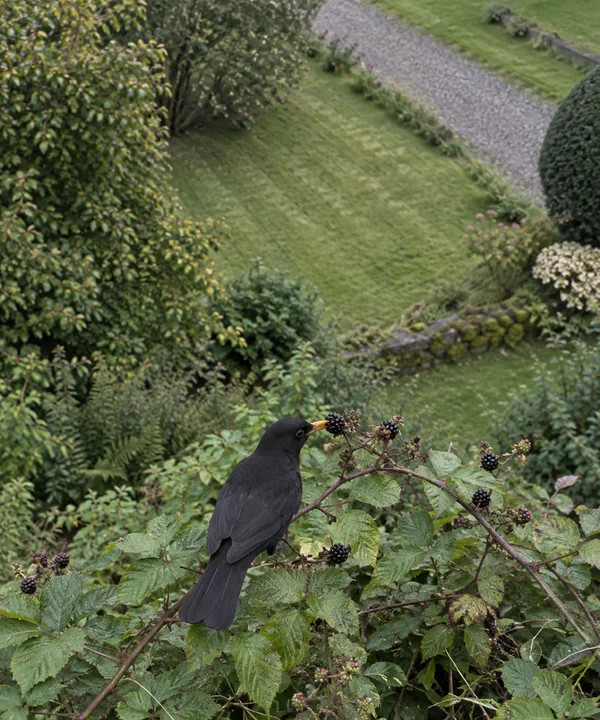 A blackbird with an amber bill reaches toward a dark blackberry on a bramble in the foreground, with a green lawn, gravel path, and garden shrubs behind it.