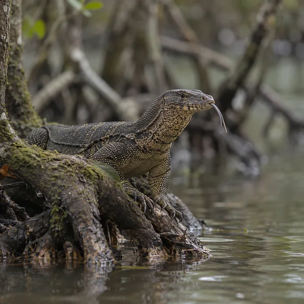 A dark, speckled water monitor lizard with its forked tongue extended rests on a mossy mangrove root above still water, with blurred roots and foliage behind…