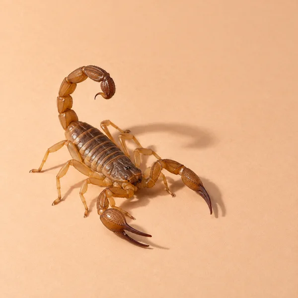 An amber-brown scorpion with raised, curled tail and large pincers stands on pale-apricot paper, casting a soft shadow to the right.