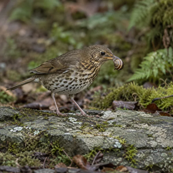 A speckled brown thrush stands on a lichen-covered stone, holding a banded snail in its bill against a softly blurred woodland background.
