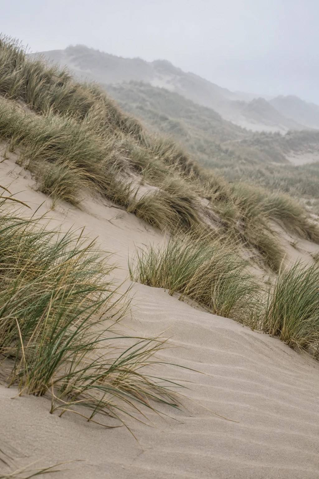 A wind-rippled sandy dune rises through clumps of marram grass, with mist-softened ridges fading beneath a pale grey sky.