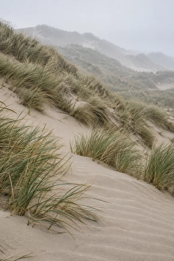 A wind-rippled sandy dune rises through clumps of marram grass, with mist-softened ridges fading beneath a pale grey sky.