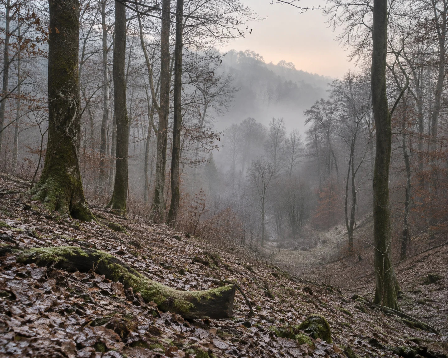 A misty late-season woodland valley with bare tree trunks fading into the haze, russet leaf litter, moss-covered ground and a fallen branch in the foreground…