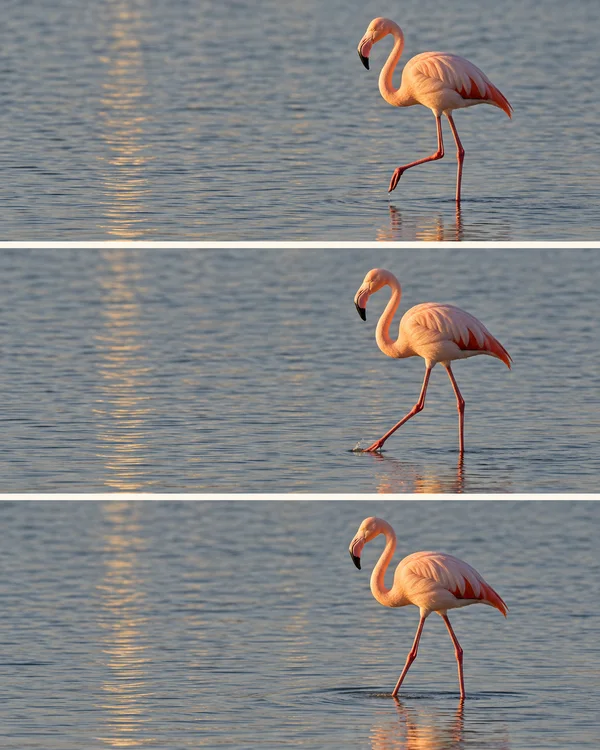 A coral-pink flamingo steps through blue-grey water in three stacked panels, lifting one foot, touching it down, then settling as ripples spread under warm low…
