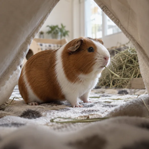 A chestnut-and-white guinea pig pauses on fleece bedding inside a cotton hideout, holding a strand of hay at its mouth; a softly blurred hay pile and bright…
