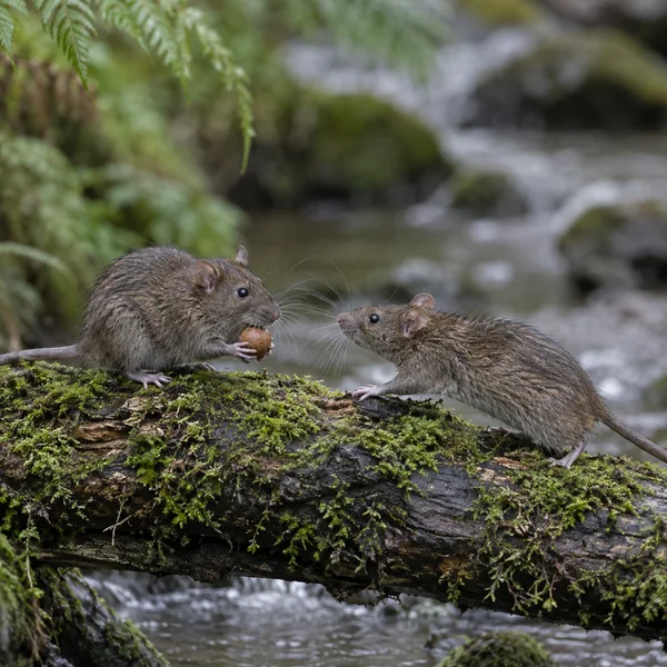 Two brown rats face each other on a moss-covered fallen log above a woodland stream; one holds a round brown nut between its forepaws while the other leans…