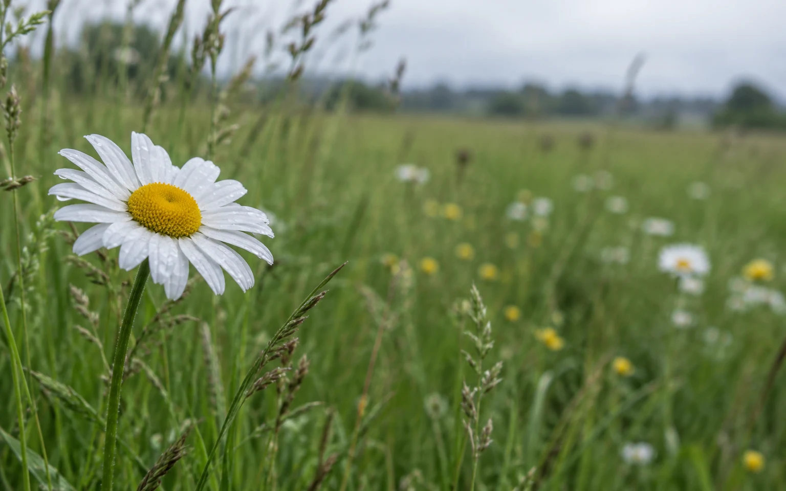 A dew-covered white oxeye daisy with a yellow centre stands in sharp focus on the left side of a green meadow, with grasses and scattered blurred flowers…