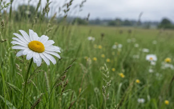 A dew-covered white oxeye daisy with a yellow centre stands in sharp focus on the left side of a green meadow, with grasses and scattered blurred flowers…