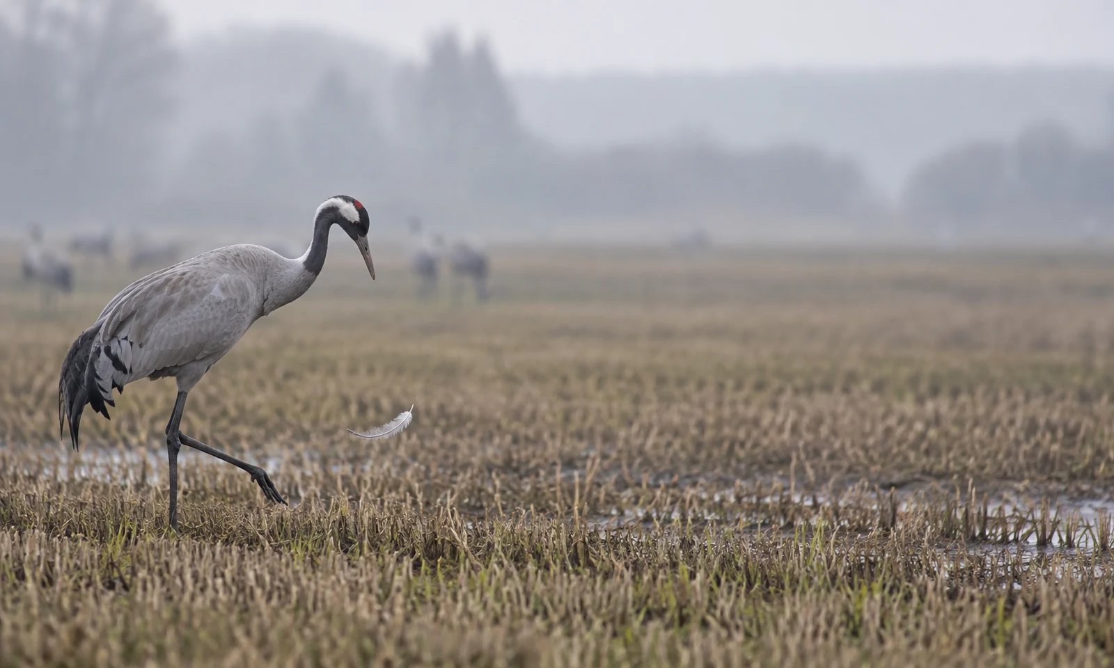 A grey crane with a black-and-white neck and small red crown patch steps through a wet stubble field, its head lowered toward a pale feather hovering above the…