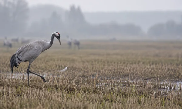 A grey crane with a black-and-white neck and small red crown patch steps through a wet stubble field, its head lowered toward a pale feather hovering above the…