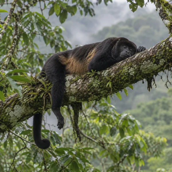 A dark-furred howler monkey sleeps stretched across a moss-covered rainforest branch, one arm and its curled tail hanging below, with soft green foliage and…