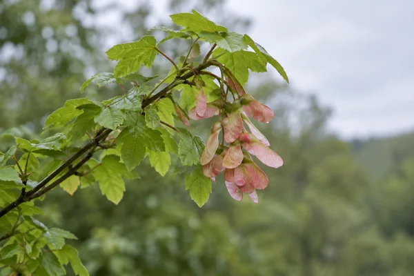 A leafy maple branch crosses diagonally from the lower left, bearing a cluster of pink winged seeds against softly blurred woodland greens and pale sky, with…