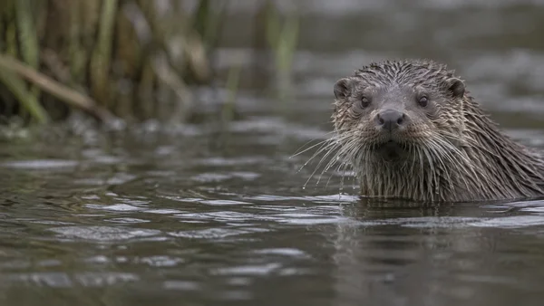 A wet Eurasian otter faces the camera from a dark river, its head and upper body above the water; blurred reeds and open rippling water fill the left side.