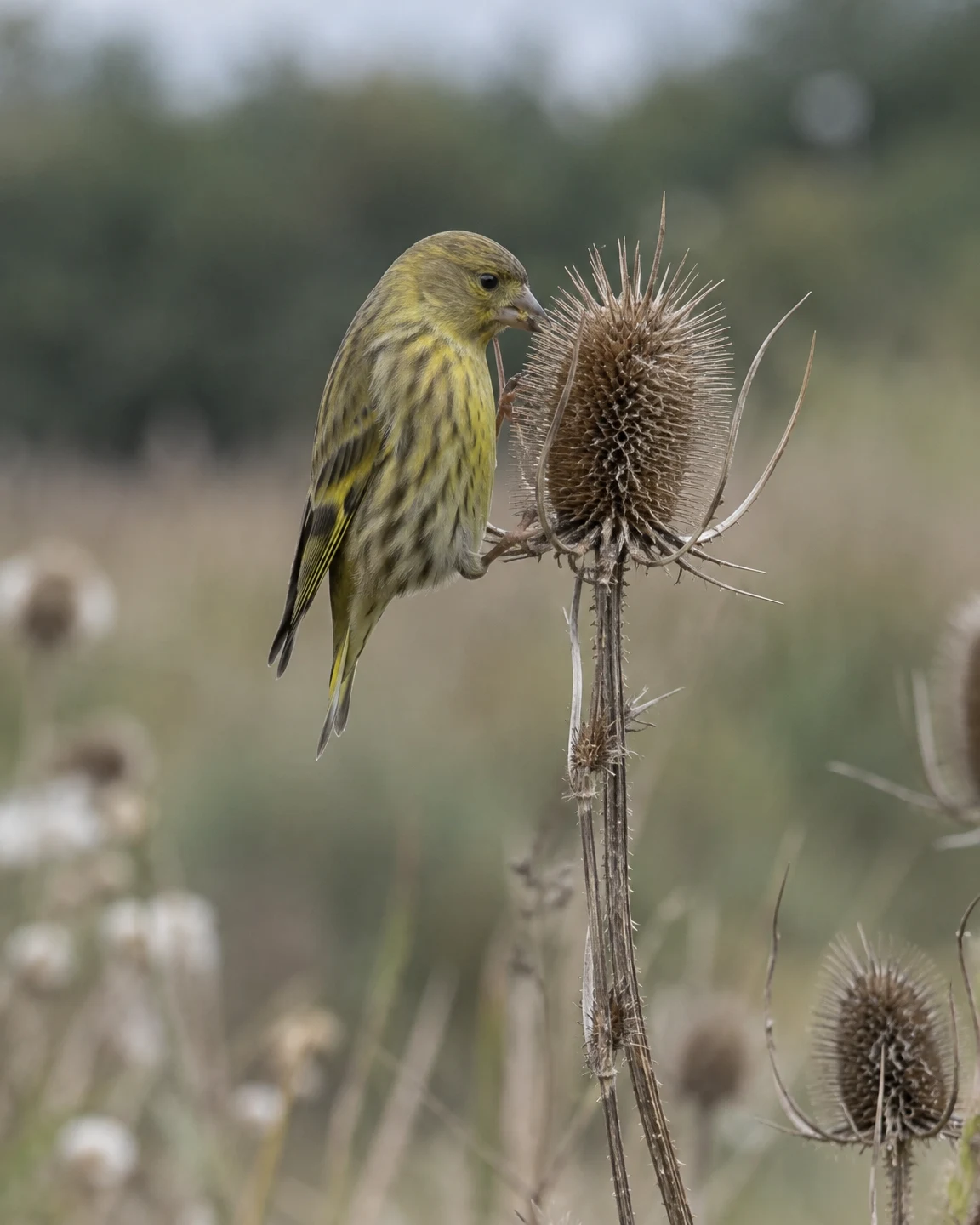 A yellow-green streaked finch clings beside a dry spiny seed head, its beak touching the seeds against a softly blurred meadow and hedge.