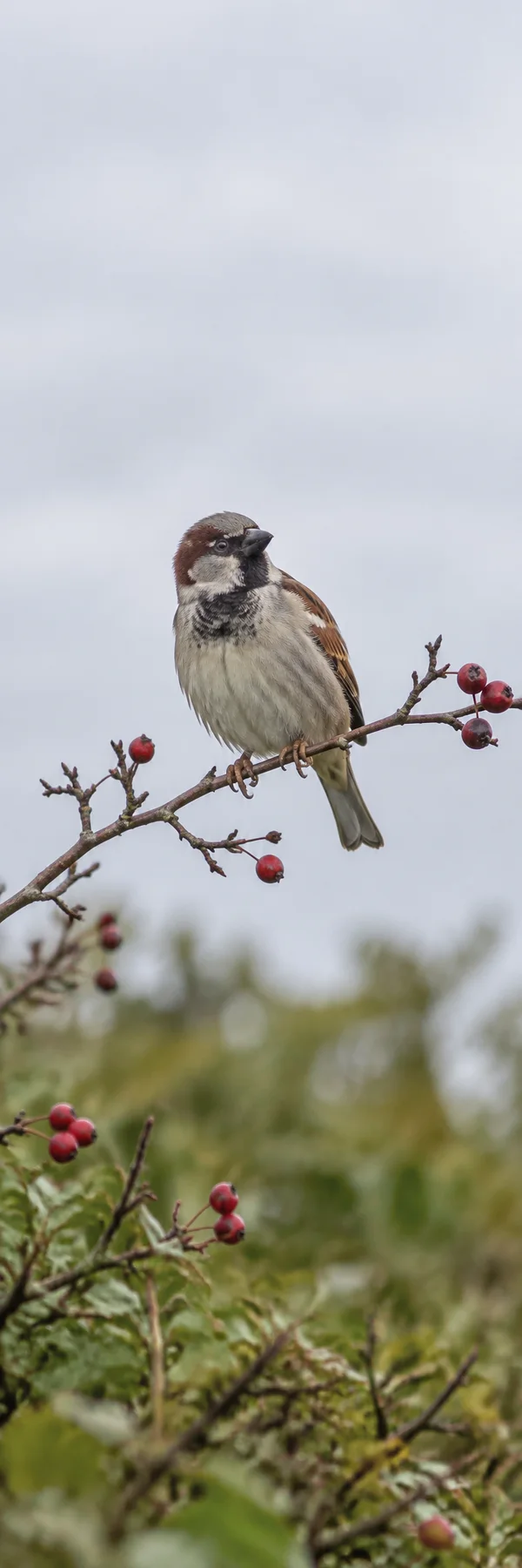 A male house sparrow with a dark bib perches on a diagonal hawthorn branch dotted with red berries, against a pale grey sky and a softly blurred green-brown…