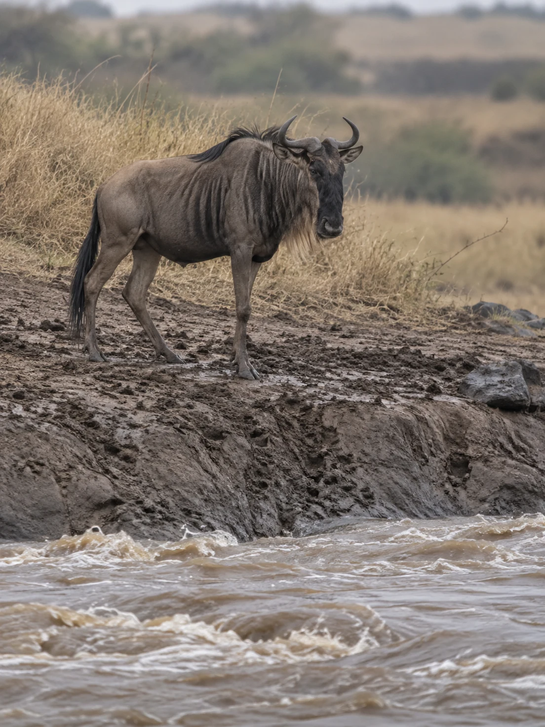 A single wildebeest stands on a muddy, hoof-marked riverbank above churning water, with dry golden grass and a softly blurred landscape behind it.