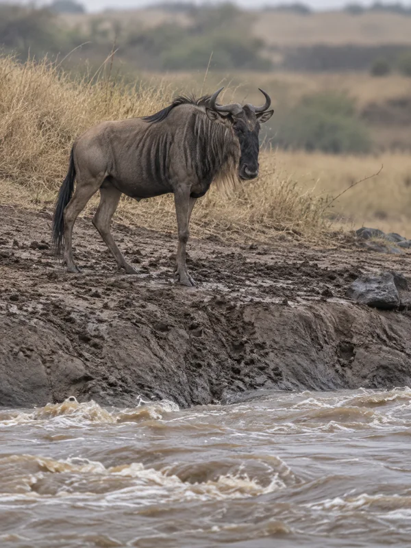 A single wildebeest stands on a muddy, hoof-marked riverbank above churning water, with dry golden grass and a softly blurred landscape behind it.